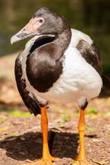 The Magpie goose is the sole living representative species of the family Anseranatidae. This common waterbird is found in northern Australia and southern New Guinea.