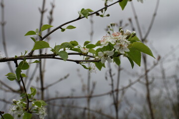 Obstbaum in der Blüte