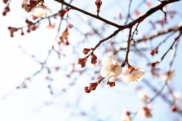 apricot flower in March