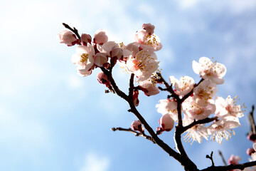apricot flower in March