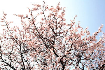 apricot flower in March