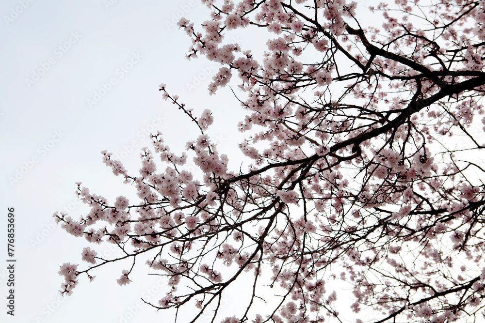 Sticker apricot flower in March