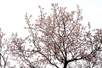 apricot flower in March