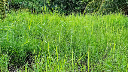 Green trees and thick tall grass. An old garden area full of overgrown weeds and grass. The grass grows high in the wasteland. Wasteland with full grass.	