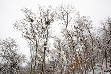 snow on the branches