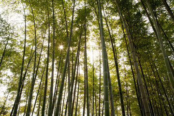 fresh bamboo forest
