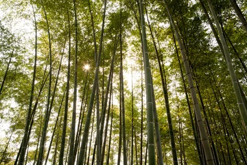 Deurstickers fresh bamboo forest © ccarax