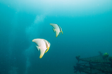 魚礁に集まる、大きく美しいツバメウオ（ツバメウオ属）の群れ。
下にダイバーたちも泳いでいる。

日本国静岡県伊東市、川奈港にて。
2023年6月18日撮影。
水中写真。

A school of large, beautiful Longfin Batfish, Platax teira  (genus Bartlett's swallows) gather on a fish reef.
Div
