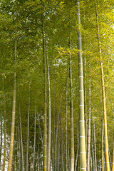 fresh bamboo forest