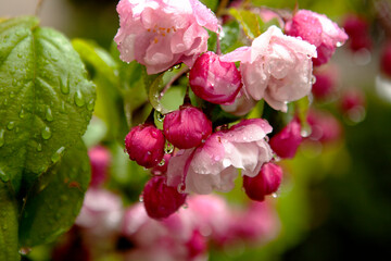 crab apple flowers