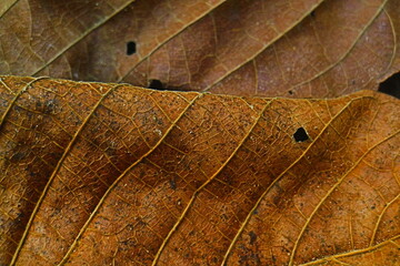 Patterns of lines on brown leaves.