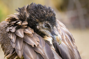 Portrait of a young Bearded Vulture in a zoo - 776858205