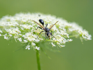 A Mexican Grass carrying Wasp feeding on a flower - 776858437
