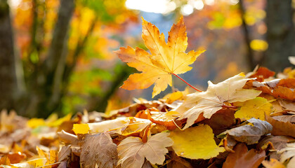 落ち葉。秋の紅葉の景色。Fallen leaves. A view of autumn leaves. - obrazy, fototapety, plakaty