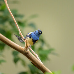 A Turquoise Tanager sitting on a branch - 776859085
