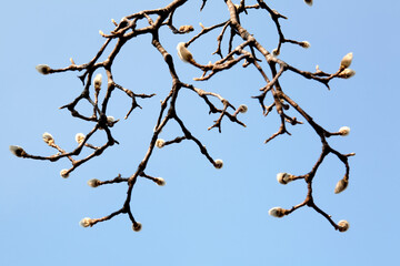 magnolia flower bud