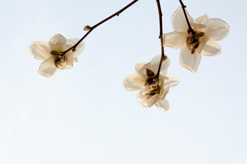 Magnolia flowers in March