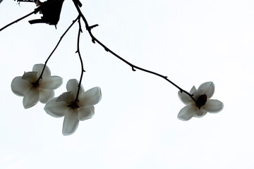 Magnolia flowers in March