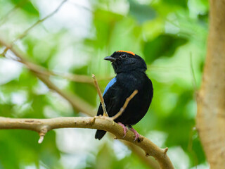 A Blue backed Manakin sitting on a branch - 776859481