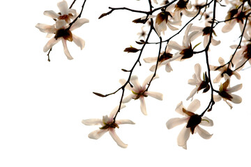 Magnolia flowers in March