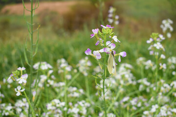 Radish Flower. small Radish blossom flowers. Closeup colorful radish flower with green leaves in the spring, spring blossom