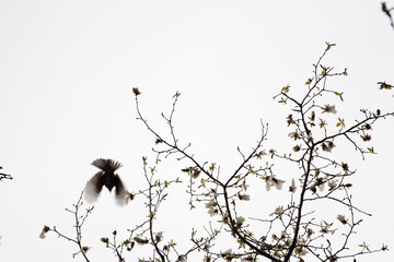 magnolia flowers and brown-eared bulbul