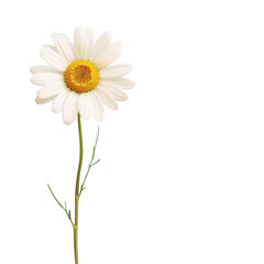 A single white flower with a yellow center on a stem