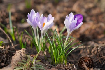 The blooming crocus flower is pale lilac in the inflorescences of a snowdrop in a flower bed among...