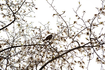 bird on a branch