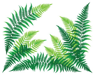Fern leaves frame vector illustrator