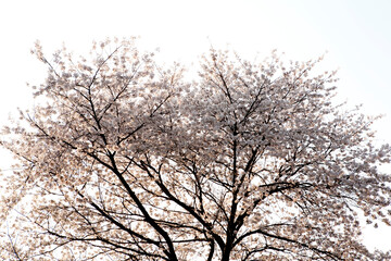 Fototapeta na wymiar Gorgeous Cherry Blossoms