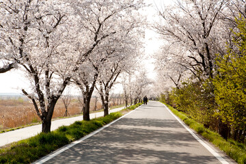 Fototapeta na wymiar In spring when cherry blossoms bloom