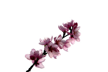Fototapeta na wymiar peach blossom in bloom