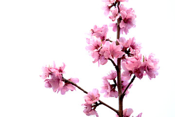 peach blossom in bloom