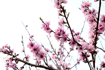 peach blossom in bloom