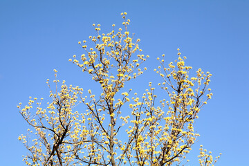 yellow spring flower