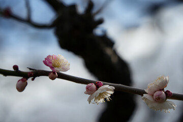 ゲンペイ咲きの梅の花