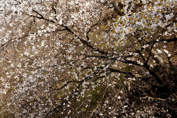 mountain cherry blossoms