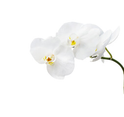 White orchid branch closed up isolated on white background