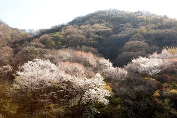 cherry blossoms mountain