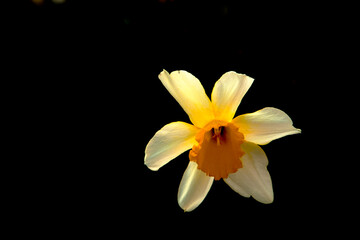 Obraz na płótnie Canvas Yellow daffodil