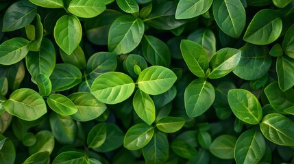 Fototapeta na wymiar Vibrant green leaves forming a natural background