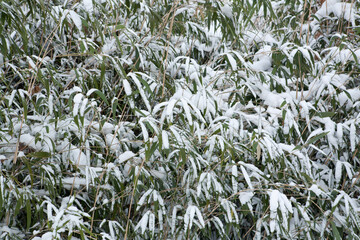snow on green bamboo