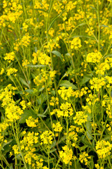 Mustard Flower Field