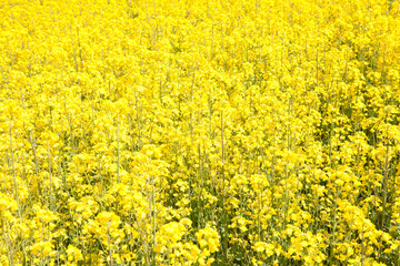 Obraz premium Mustard Flower Field