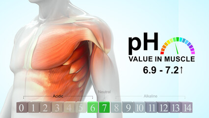 pH value in muscles 3d illustration