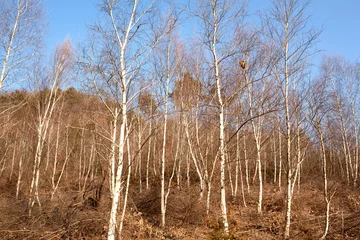 Zelfklevend Fotobehang Berkenbos a grove of birch trees