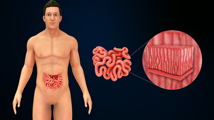 Small intestine made up of Simple columnar epithelium 3d illustration