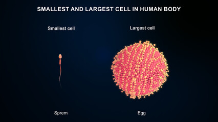 Smallest and largest cell in human body 3d illustration