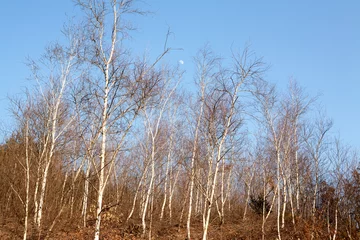 Deurstickers Berkenbos a grove of birch trees